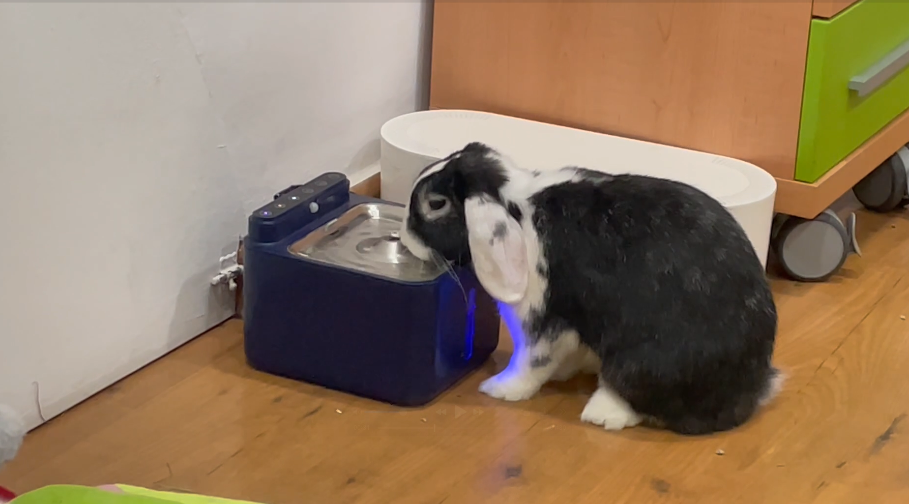 Fotografía de Panda bebiendo en su bebedero PLOOHT